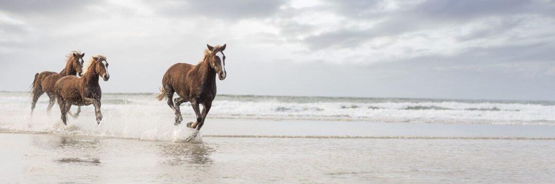 Breaking Free From Perfection Breaking free from perfection; image: horses running on a beach