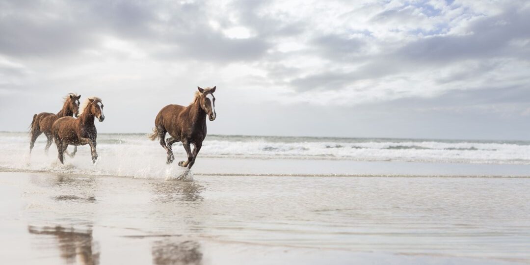 Breaking free from perfection; image: horses running on a beach