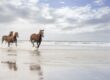 Breaking free from perfection; image: horses running on a beach