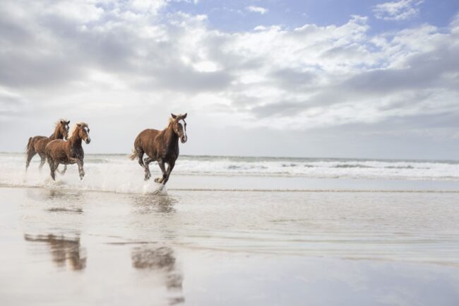 Breaking Free From Perfection Breaking free from perfection; image: horses running on a beach